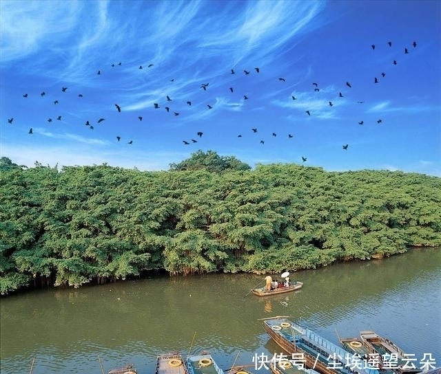 中国最大的一棵树独木成林，占地20亩，成千上万只鸟在树上栖息