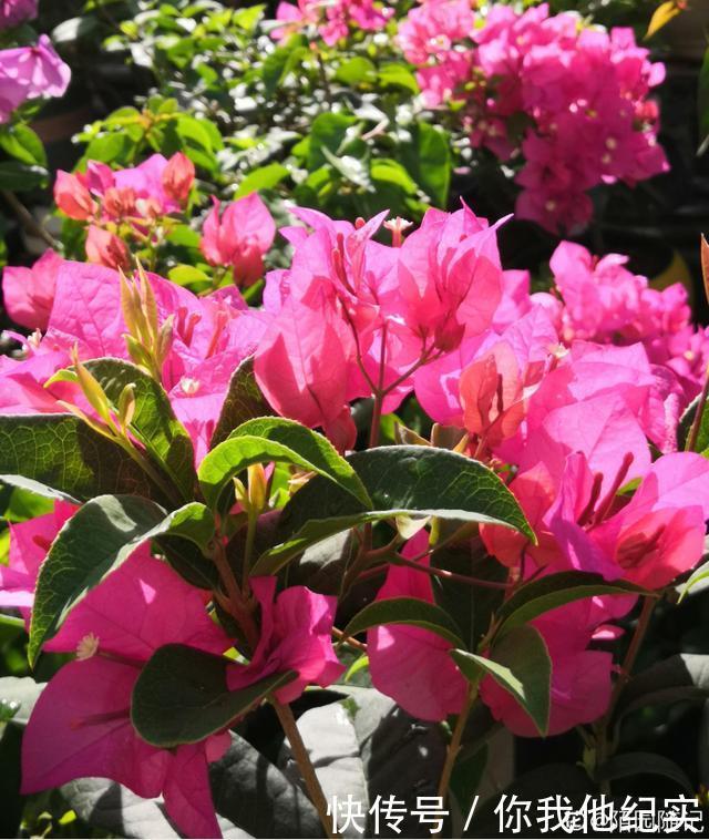 满树|给我一个院子,我一定养好多三角梅,四季繁花满树!