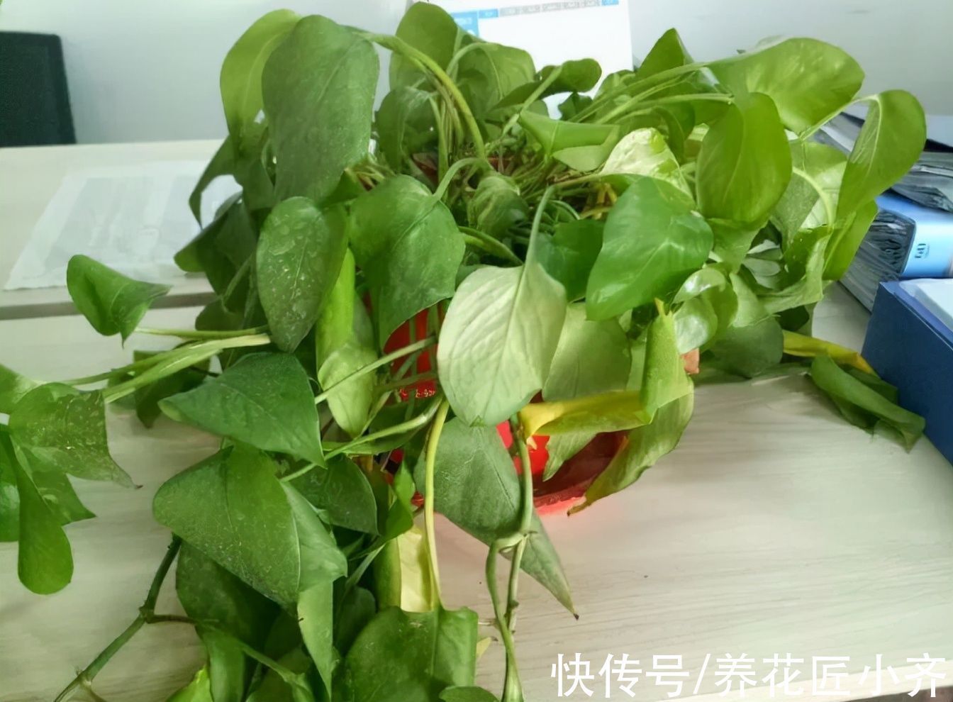 养花|养花出现叶片打蔫,浇水也不恢复,原因有2个,第2个原因最多