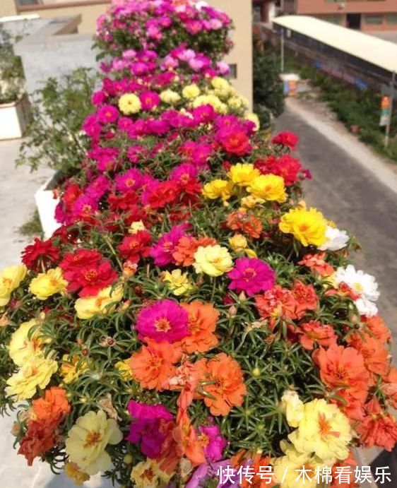 太阳花|咋“折腾”都不死的4种花,越修剪越旺,很难养死