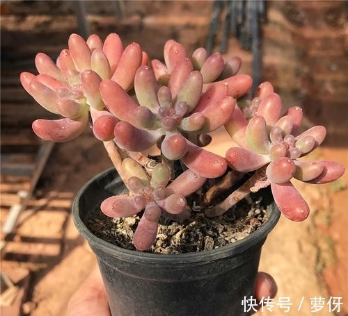 多肉乙女心,好看又好养,学会扦插法,一盆变多盆!