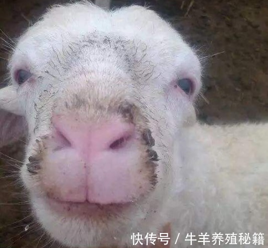 口蹄疫|小羊羔口疮的快速治疗方法,小羊羔得口疮病怎么治疗?快收藏吧