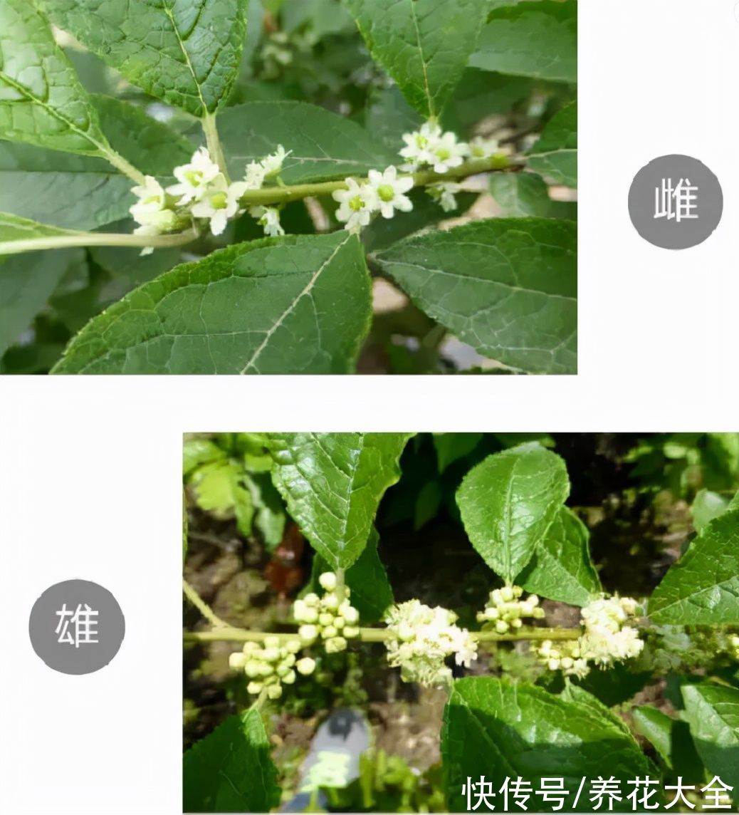 -30℃都不怕的“富贵树”,天越冷、果子越红,一挂就是大半年