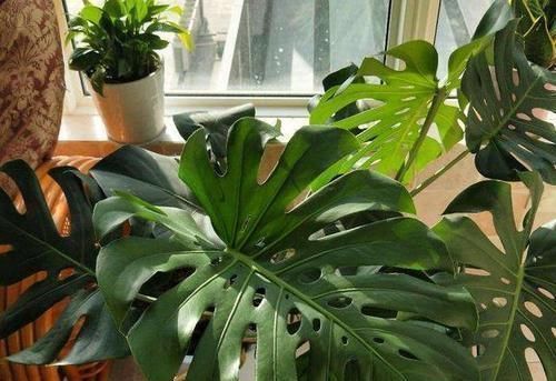 气根|花草长气根该不该剪掉这4款花需谨慎,不然养一盆死一盆