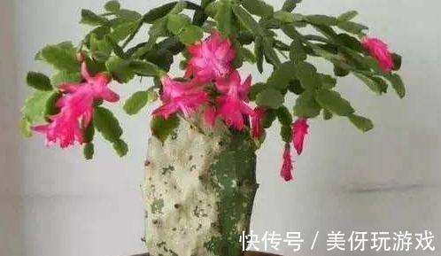 花友们|蟹爪兰不会养,只需学会这4招,花盆都装不下,花量大色艳