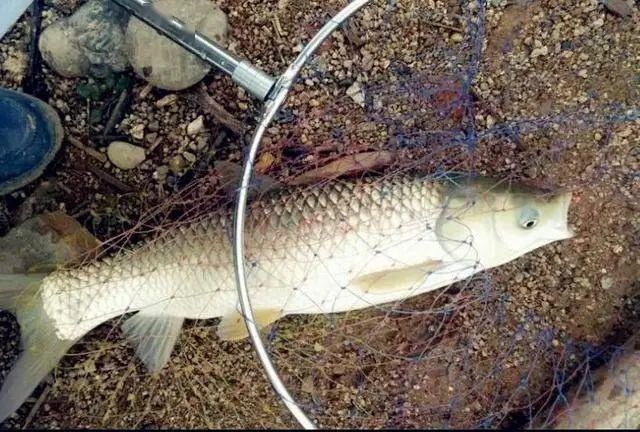 夏季垂钓如何聚鱼老钓友用这两款窝饵料,刚一下竿就有口