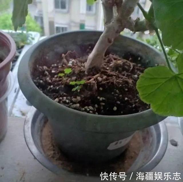 套路|天竺葵在夏天,走3个“套路”不怕休眠,养成花球,满阳台都是