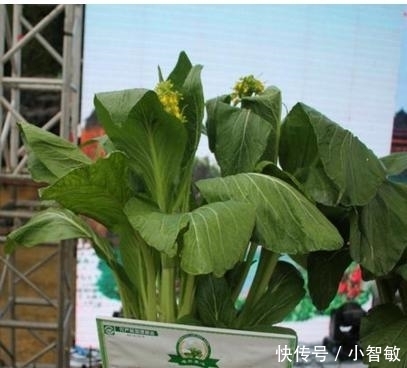 全世界“最贵的”食物!吃一口一个车没了!“王健林”表示有压力