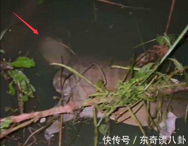 钓鱼|广东男子遇上“罕见”河鳖，僵持半小时没能上岸，网友：放手吧