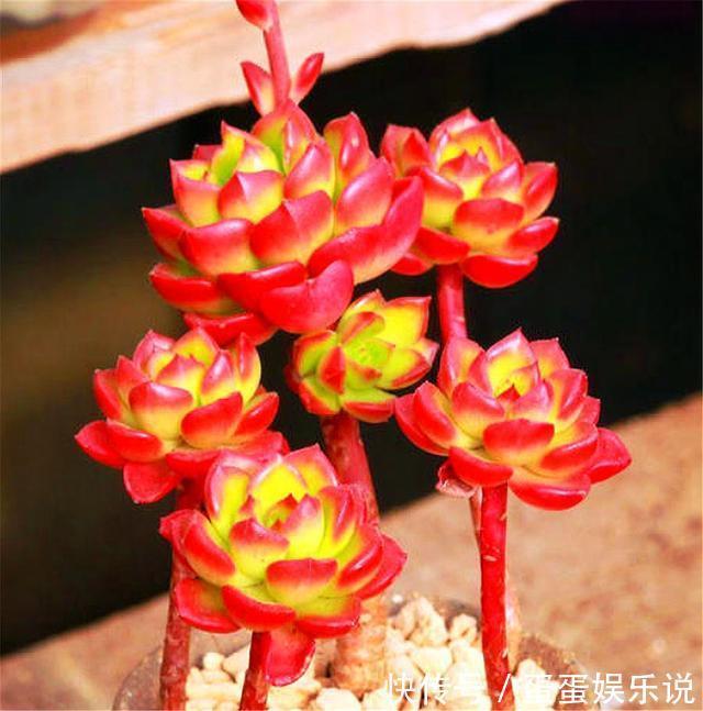 多肉中的“火焰新娘”,易成老桩爱爆盆,鲜红又明亮,度夏无难度