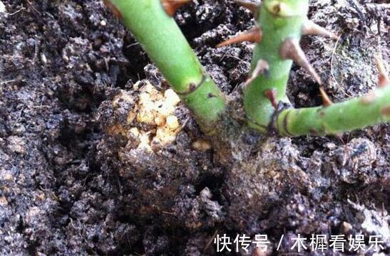 病因|月季得了根瘤病怎么办教你“4法”，找对病因，提早预防是关键