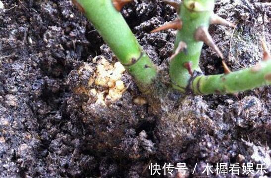 病因|月季得了根瘤病怎么办教你“4法”,找对病因,提早预防是关键