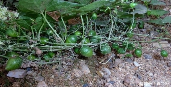 在农村河边有很多这种野草,你们见过吗?个人感觉这东西非常烦人