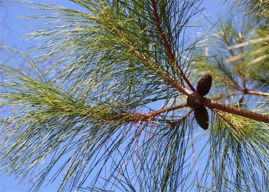 骨头|刘奶奶养花从不买营养土,这三种废弃物掺一掺,没有养不旺的花!