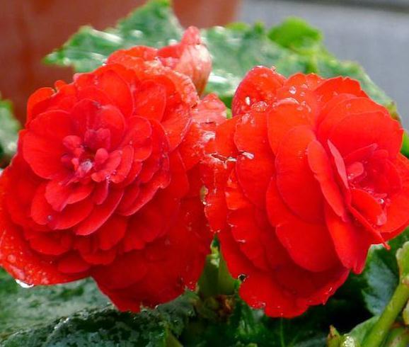 四季海棠不开花就是欠“收拾”,花苞蹿枝200个,花开年年红