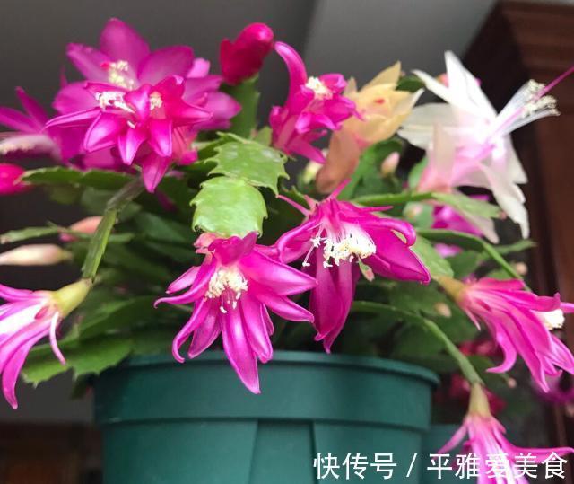 秋季|秋季入手长寿花、蟹爪兰,按照此3点护理,开花数量翻一翻