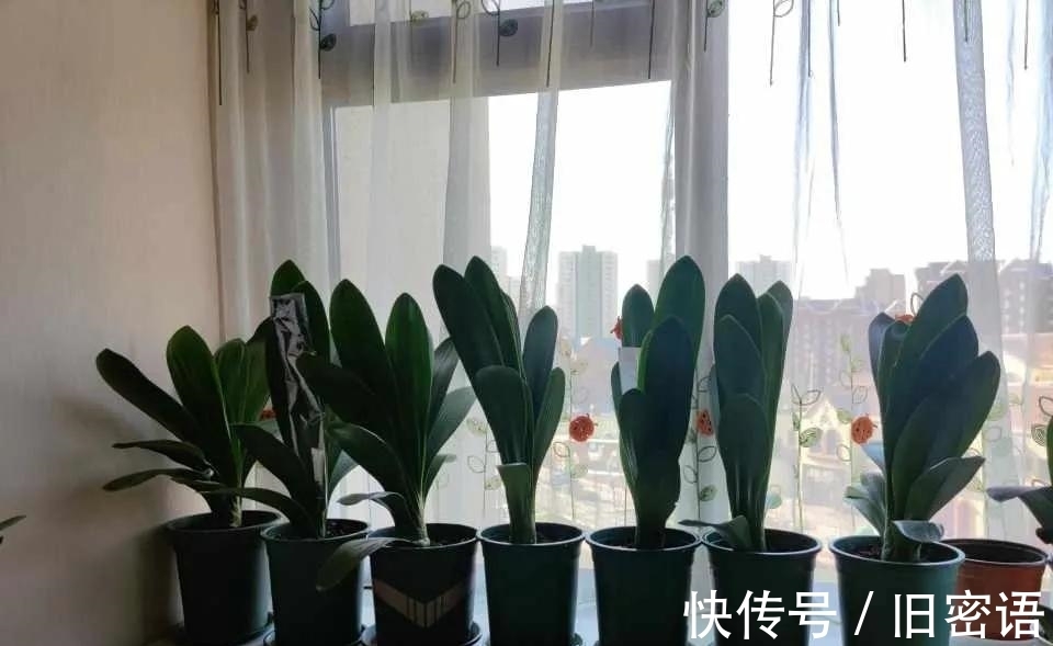 君子兰叶子不整齐，做好3步，侧看成线，正看如折扇！