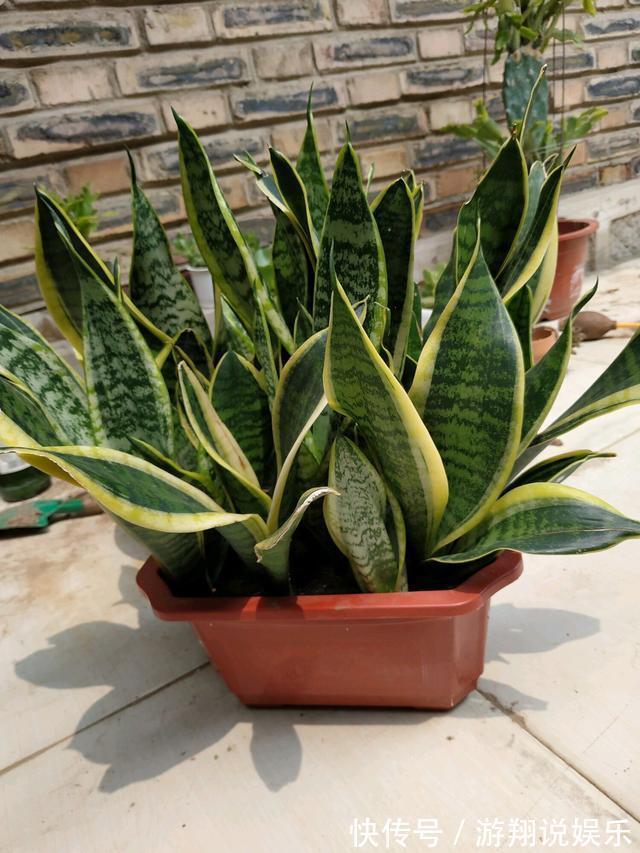 叶片|秋天养虎皮兰,简单“2步”,侧芽呼呼冒,叶片蹭蹭长爆盆