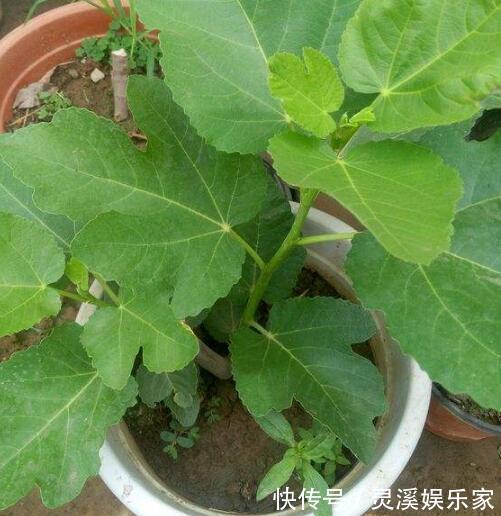 无花果|盆栽无花果“这样养”，一片叶子10个果，不掉果，个个大又甜