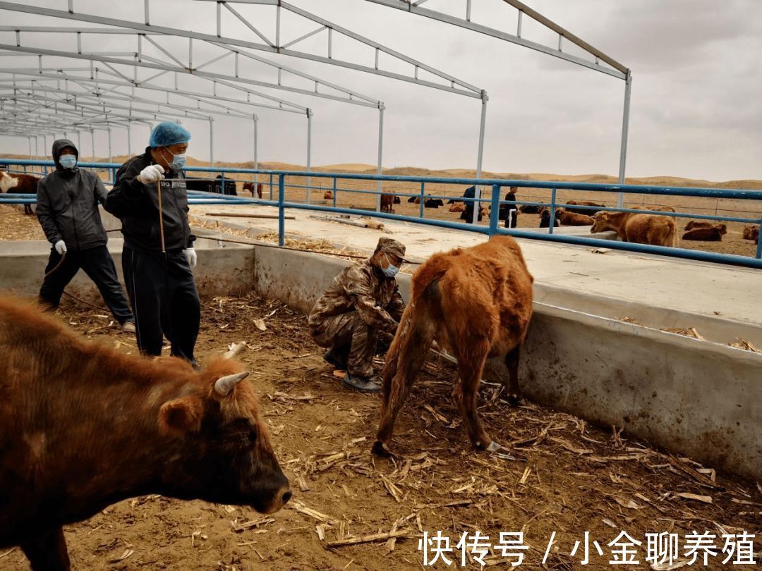 粪便|牛拉稀像拉水一样怎么办？牛拉水样腹泻怎么治？这样做可以根治