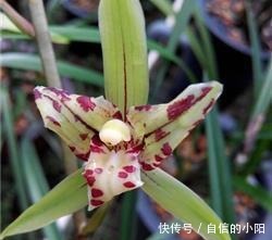 兰花|盆栽兰花花艺鉴赏