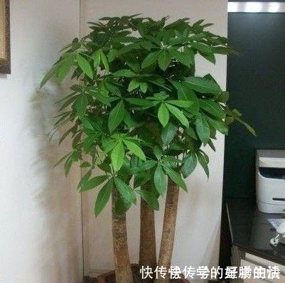 植物|越来越多人养此“2种树”，寓意好！以后别说家里不种树了！