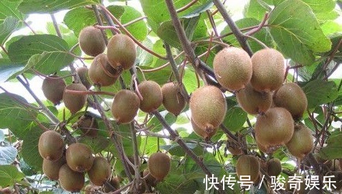 维生素c|女人过了45岁,常吃以下3种水果,能养肝明目,淡斑防皱纹