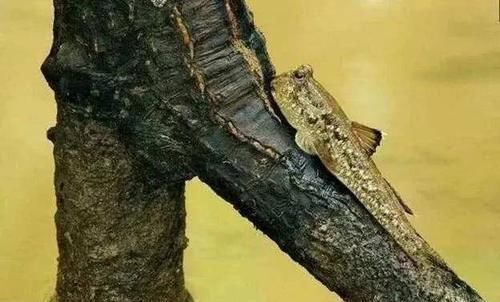 鱼类|这鱼会爬树,靠吃淤泥为生,一天捉不到3斤,100元一斤供不应求