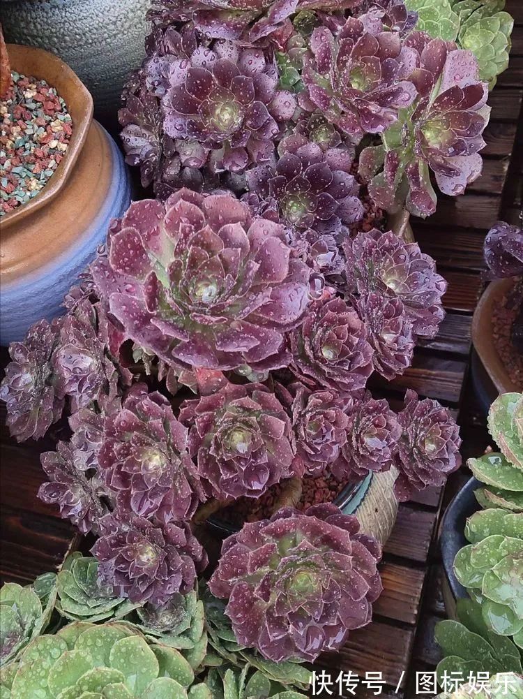 遇见,是一生!遇见多肉,是我的余生和全部!