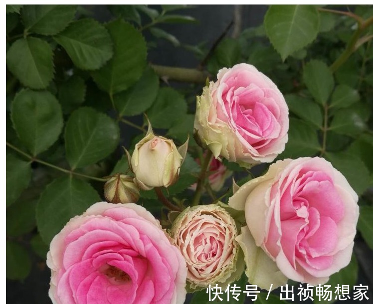 养花肥难找原来白糖才是最好有肥料，从此不用买高价花肥了