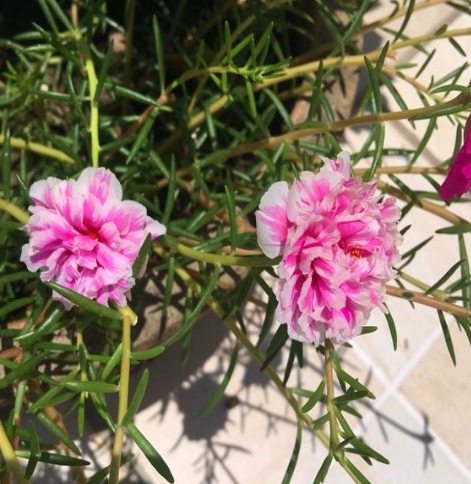 最坚强的“1种花”，仅把“一个枝丫”放盆里，都能长成美盆栽