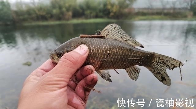 如何判断窝子里有没有鱼?这几个方法一定要学会!