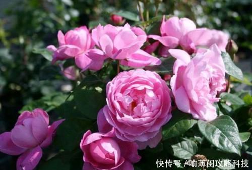 漂亮|此花被称世界名花,漂亮不输牡丹,四季有花赏,是家庭盆栽佳品