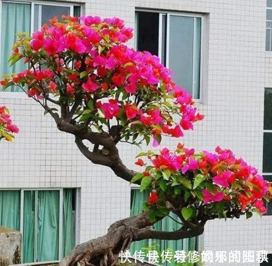 三角梅|秋天三角梅在3种情况下,千万不能晒太阳,一晒就黄叶剩个空盆