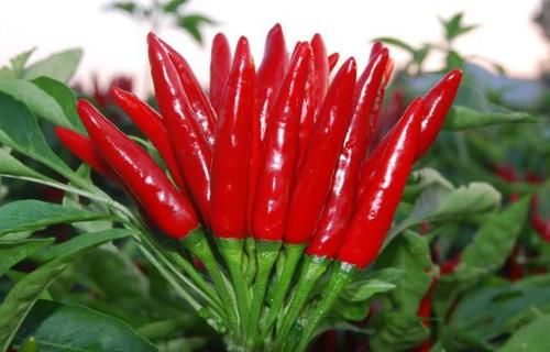 日常生活中|高血压人群不能吃大蒜吗？提醒：若想稳住血压，这5种食物要少吃