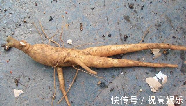 煮饭花|乡间土生土长的人参是一种高级补品,滋补强身,价值连城