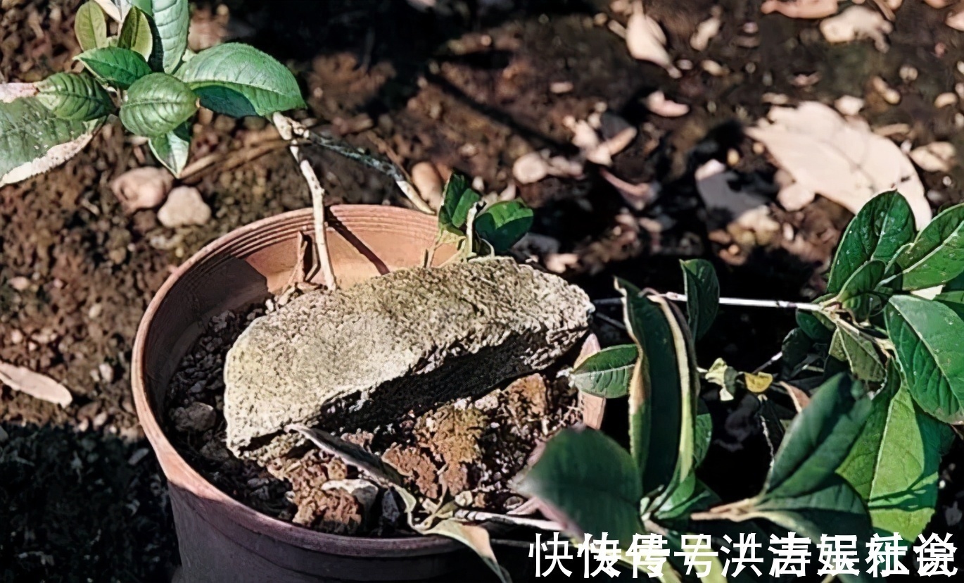 下一代|扦插好方法养花繁殖下一代,试试这3招,简单好使