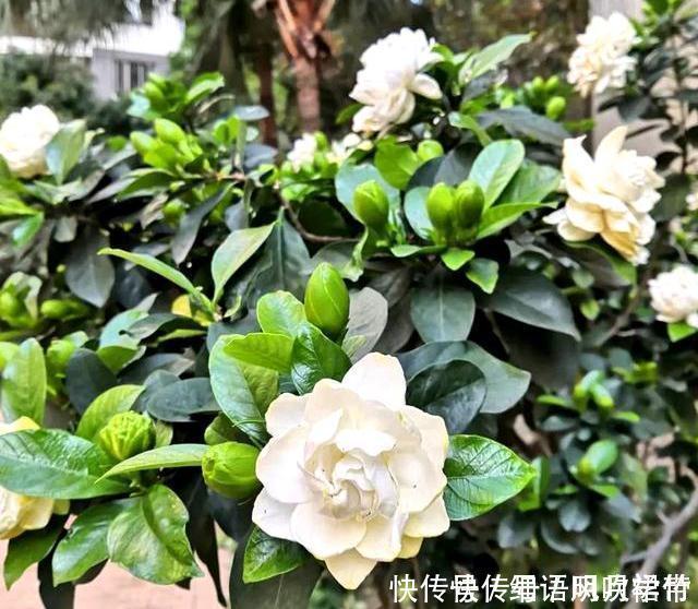 阳台养此3种花太合适,不但漂亮,繁殖还容易,一年就成养花大户