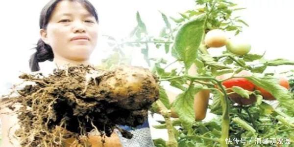 异想天开,土豆嫁接西红柿,长出这样的果实!