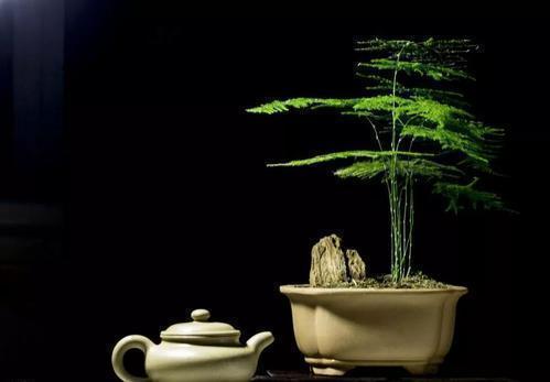 文竹黄叶不要慌,这“3种”物品,兑水浇盆里,黄叶全不见!