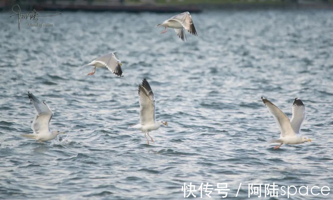 草棚子|西湖银鸥群不知从什么时候起已经消失不见，或许只是换了根据地？