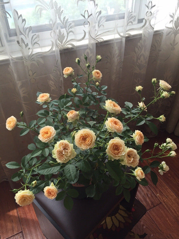 “珍稀玫瑰”苹果挞玫瑰,似粉黛佳人,富贵祥瑞,实属养花必备