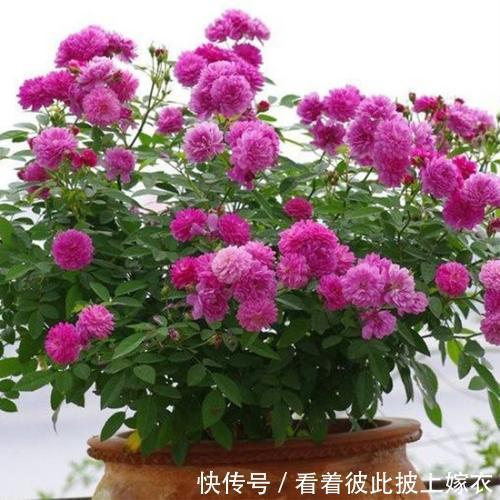 秋天养月季,教你这样施肥,侧芽笋芽一起长,苗壮开花多