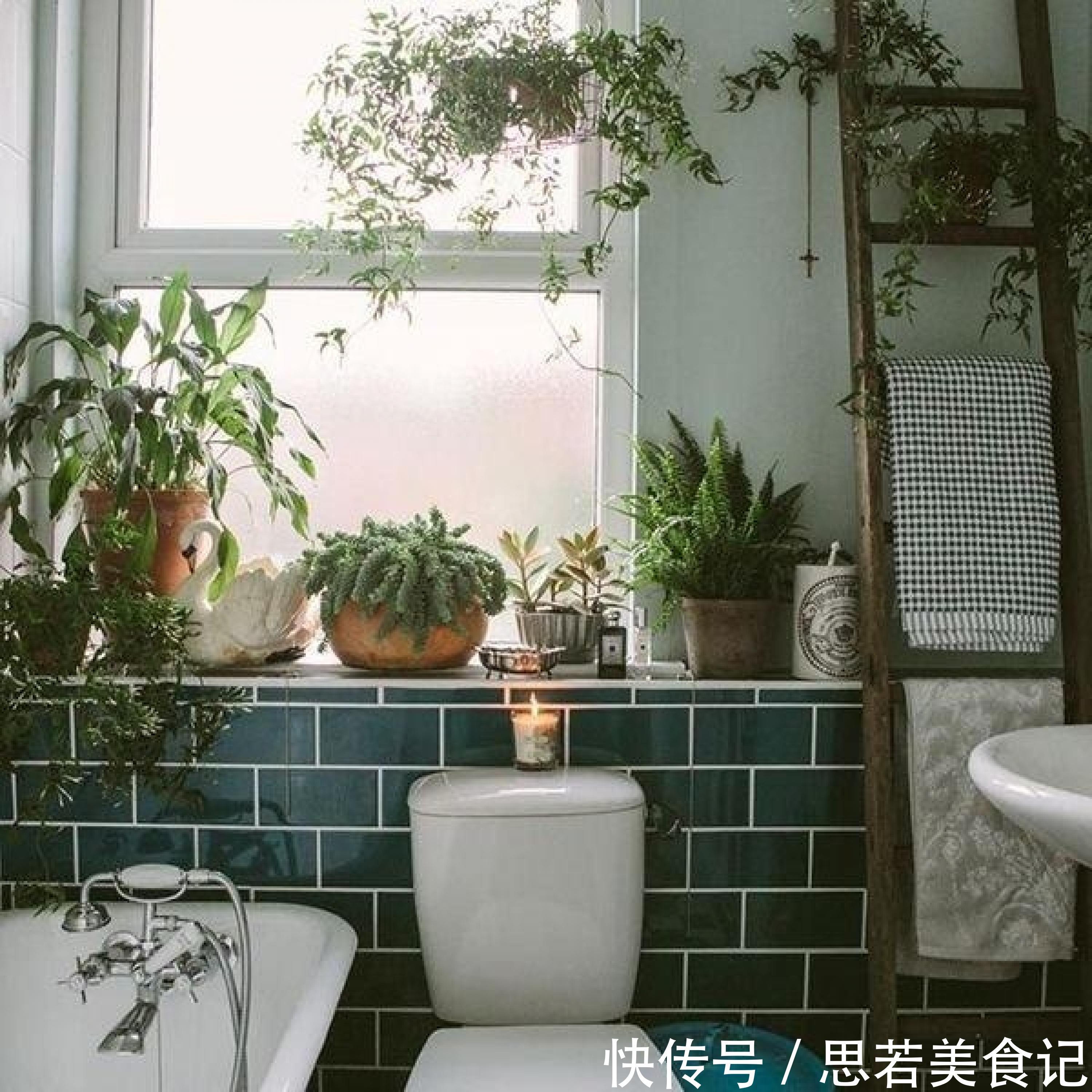 6种“洋气花”,厕所里养的旺,臭味吸光,卫生间变小花园