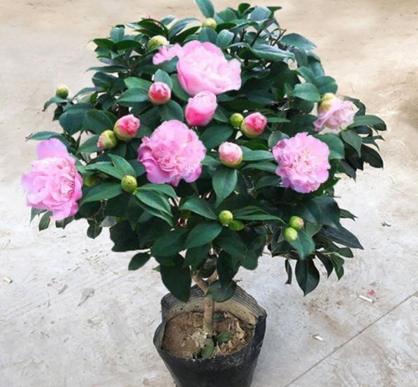 此款花卉号称“香香公主”,开花一茬接一茬,有个小阳台就能养