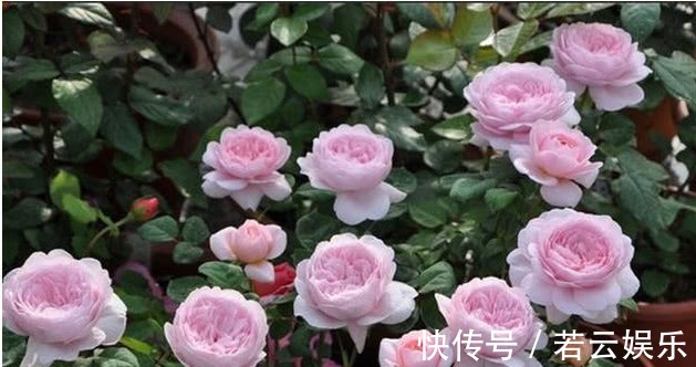 悄悄告诉你,养花学会“这3招”,不黄叶不烂根,花卉蹭蹭长爆盆