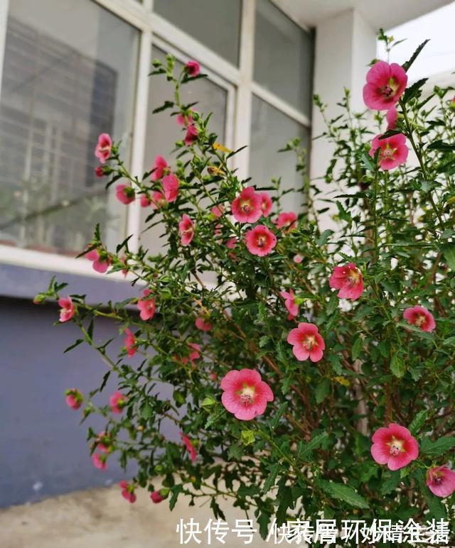 高手|高手都不用自来水浇花,用这3种水,叶片水灵灵,花朵娇艳艳