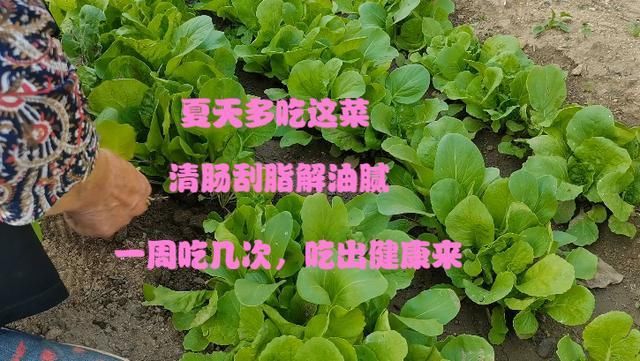 色香味|热天没食欲，这道凉拌菜别错过，5分钟就上桌，全家吃着比肉还香