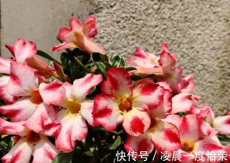 通风性|沙漠玫瑰也能养“挂”重点问题在这，找出原因并解决，才能养好