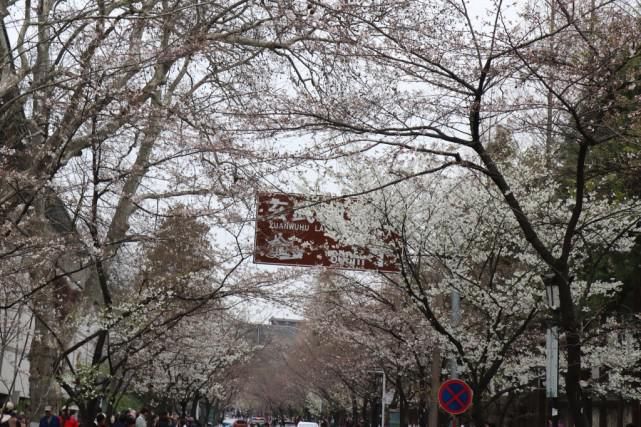 鸡鸣寺樱花开已开，最美800米露真容